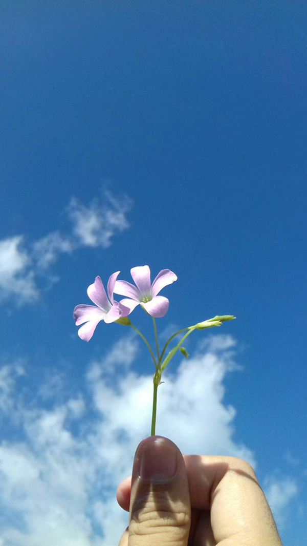 ảnh bầu trời xanh với bàn tay và bông hoa nhỏ
